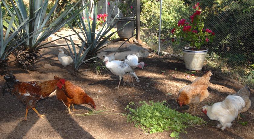 Villa Azalea Inn & Organic Farm JALISCO Extérieur photo